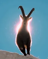 Aura