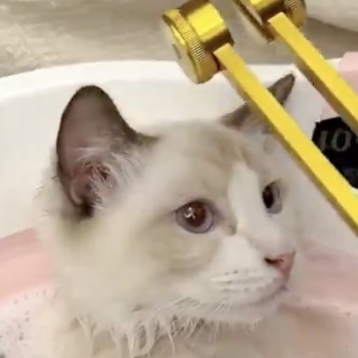 Cat Rice