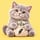 Pocket Cash Cat logo