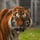 Altai the Tiger logo