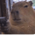 Capybara With A Gun logo