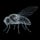 flybrain