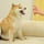 Feisty Doge NFT