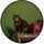 GTA6CAT logo