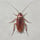cockroach