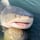 부캉이 busan shark