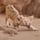 Sand Kitten