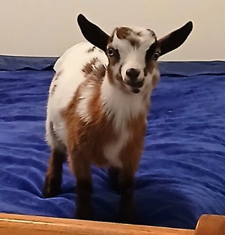 Porsche Lane the Goat