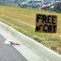 FREECAT